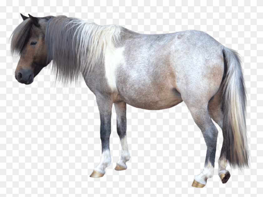 Animals - Horses - Small Horse Transparent Background Clipart