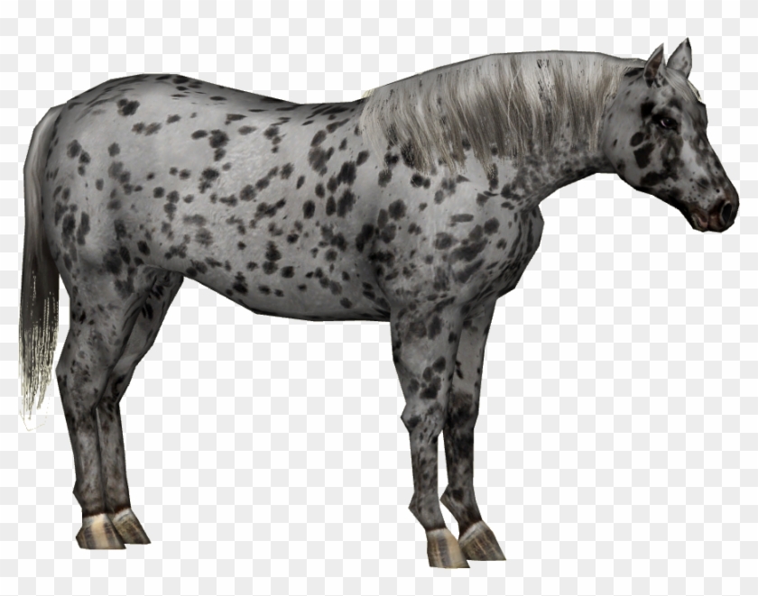 Appaloosa Horse Png - Stallion Clipart #1330461