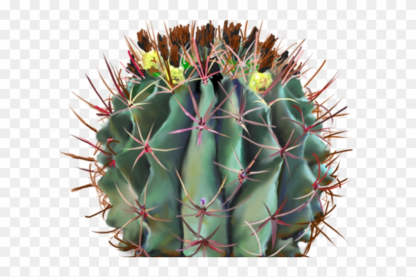 Cactus Clipart Barrel Cactus - Cactus - Png Download