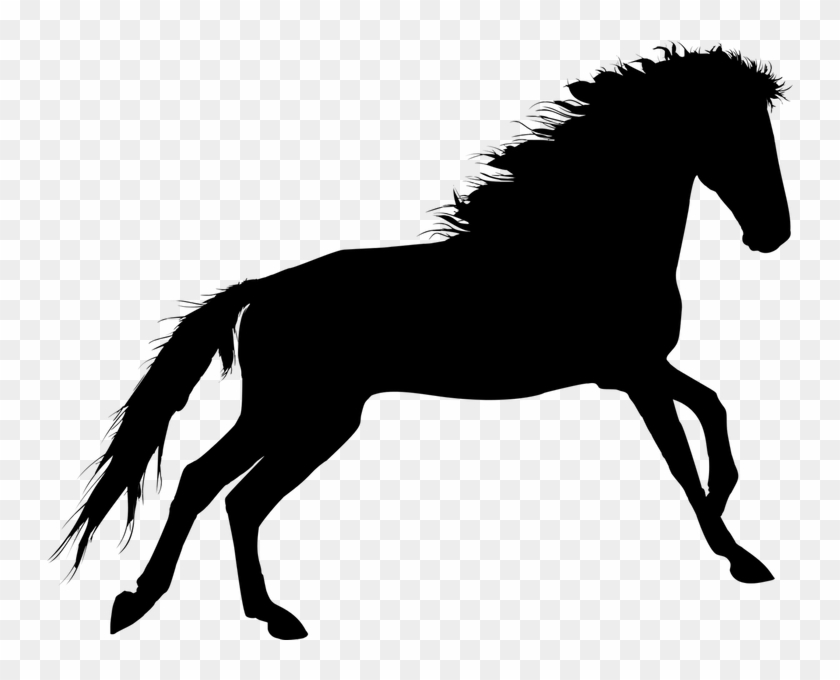Collision Between Car And Horse Near Kirkhill - Horse Shadow Clipart