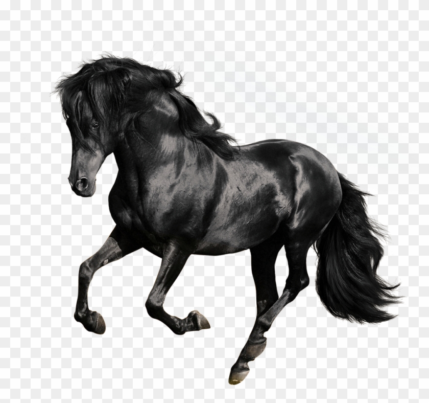 Andalusian American Quarter Arabian Gallop Stallion - Black Horse White Background Clipart #1330654