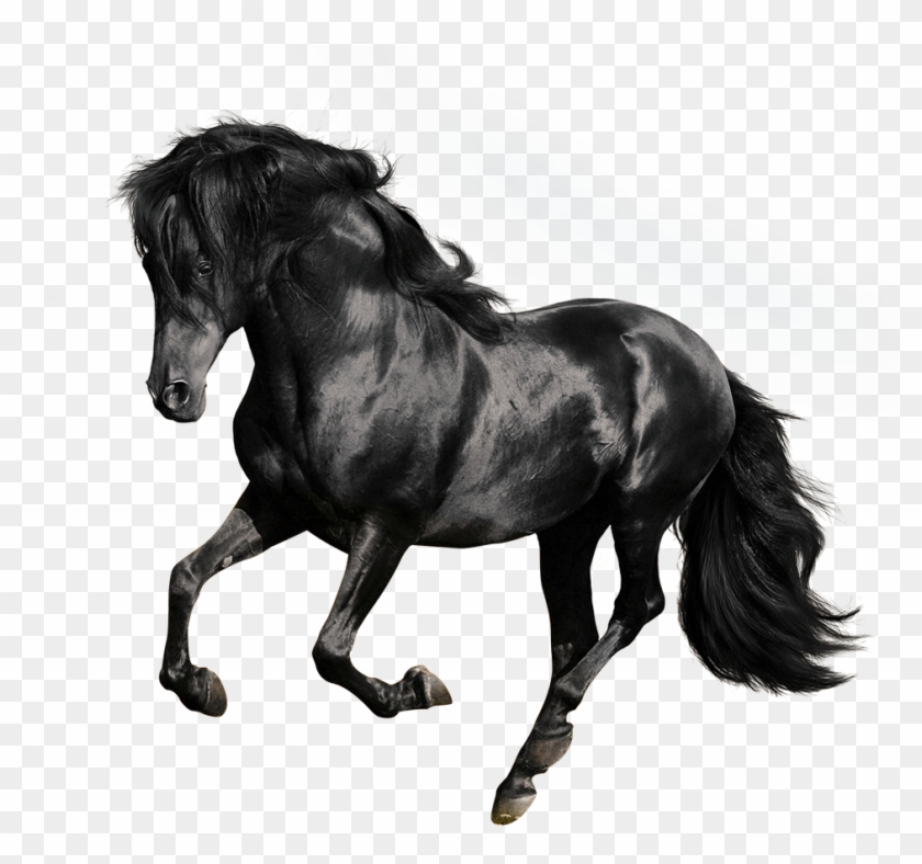 Andalusian American Quarter Arabian Gallop Stallion - Black Horse White Background Clipart
