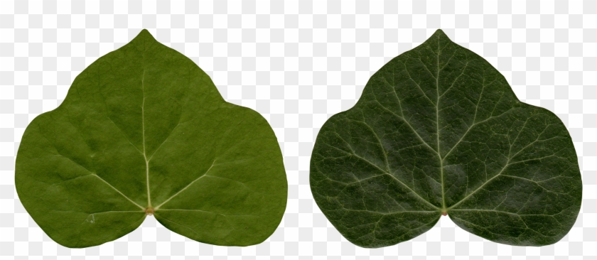 Common Ivy Leaf Poison Ivy Plant - Ivy Clipart #1331248