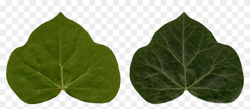 Common Ivy Leaf Poison Ivy Plant - Ivy Clipart