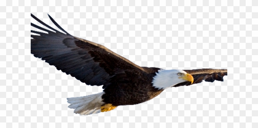 7 Eagle Clipart Clear Background Free Clip Art Stock - Transparent Background Eagle Png #1336340