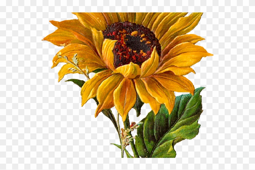 Sunflower Clipart Center - Botanical Sunflower - Png Download #1337981