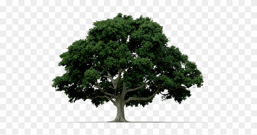Anyway, You Tell Me If The Following Image Works With - Trees On White Background Clipart #1341777