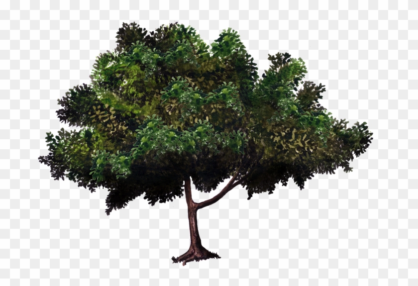 Arboles De Mangos En Png , Png Download Clipart