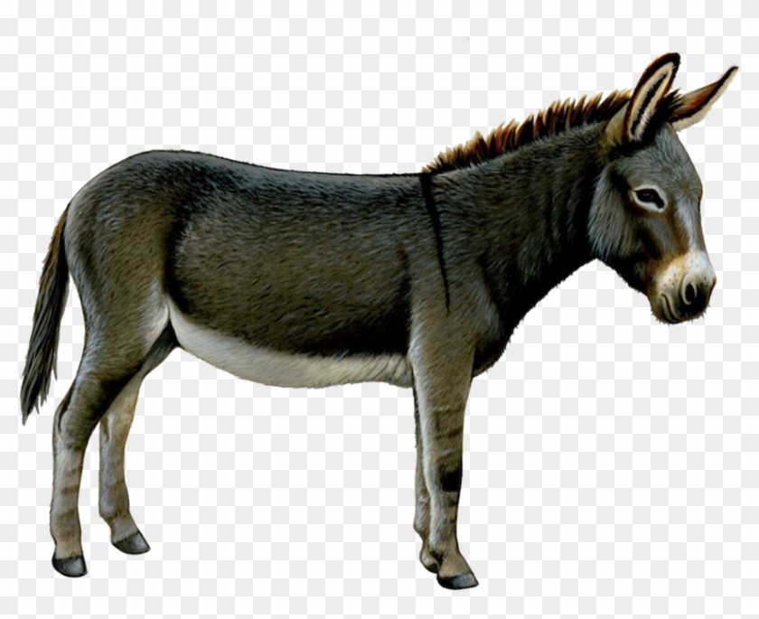 Image - Donkey Transparent Background Clipart #1342253