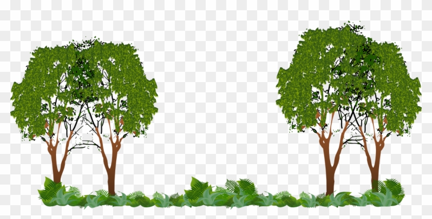 Img-arboles - Maidenhair Tree Clipart