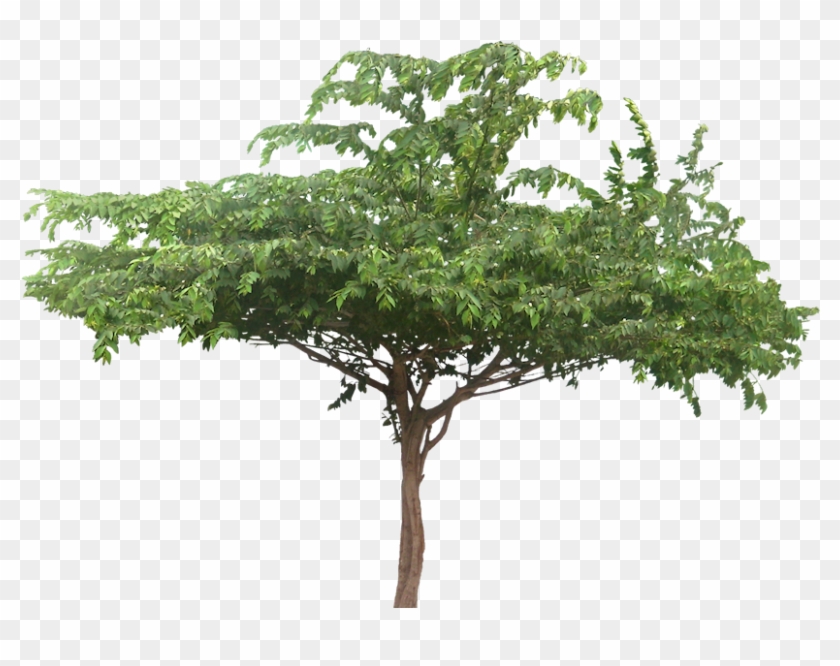 Wide Tree Cassias Tree Cut Out Cambodian Plants Pinterest - Muntingia Calabura Png Clipart