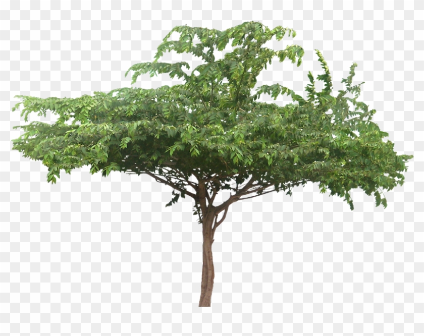 Wide Tree Cassias Tree Cut Out Cambodian Plants Pinterest - Muntingia Calabura Png Clipart #1342325
