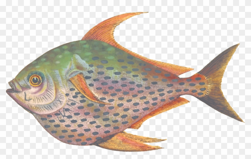 Coral Reef Fish Grouper Seafood Coral Trout - Coral Reef Fish Clipart #1342326