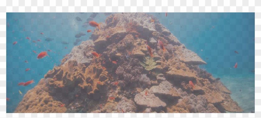 Reef7 - Underwater Clipart