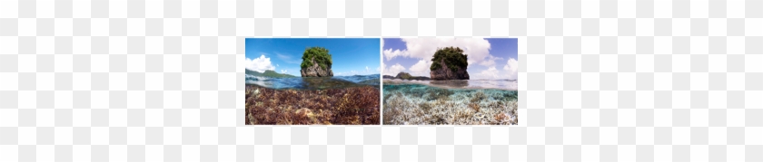 Major Coral Bleaching Crisis Spreads Worldwide - Could We Fix Climate Change Clipart #1342730