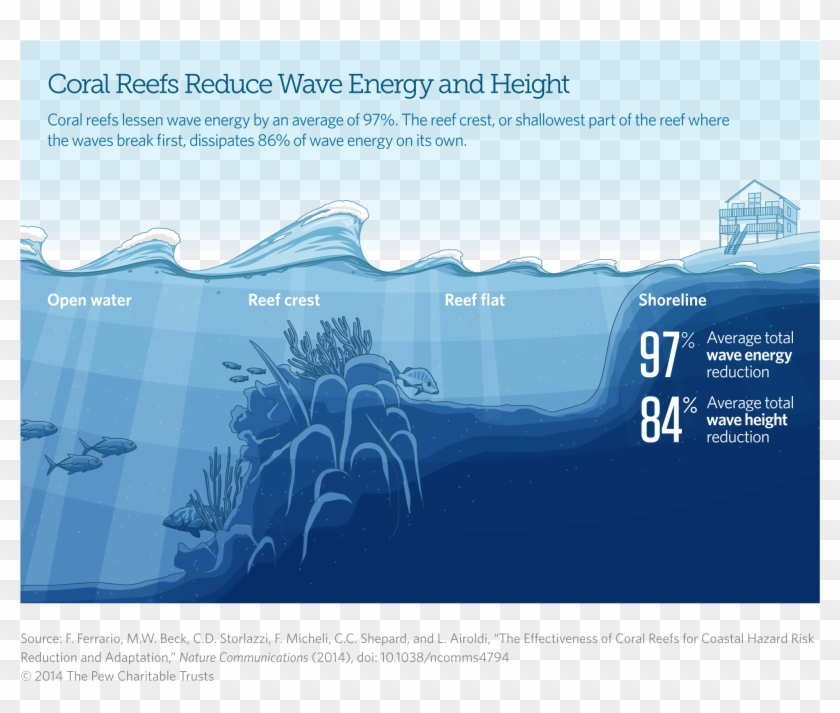 Coral Reefs Reduce Wave Energy And Height - Do Coral Reefs Protect Shorelines Clipart #1342759