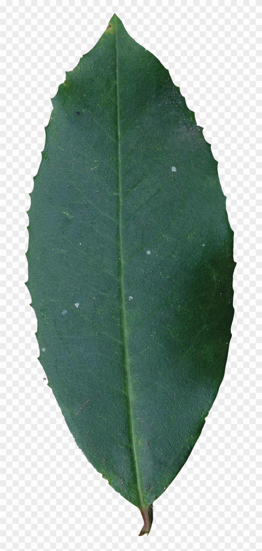 Simple - Bay Laurel Clipart #1342760