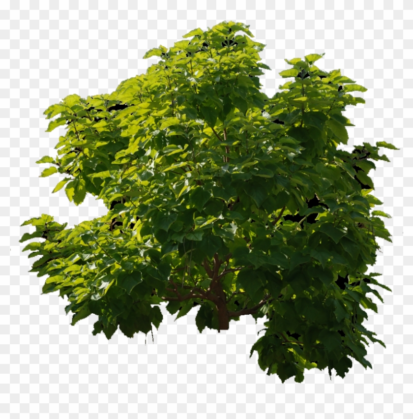 Photoshop Tree Clipart #1343306