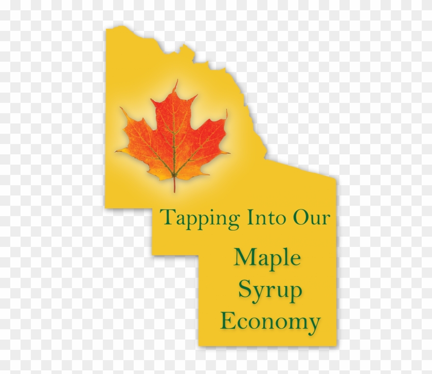 Developing Commercial Maple Syrup Production In And - Autumn Clipart