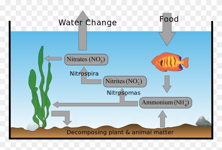 Coral Reef - Nitrogen Cycle In A Fish Tank Clipart #1343724