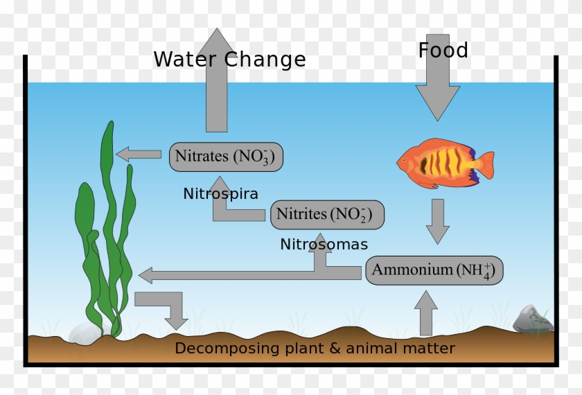 Coral Reef - Nitrogen Cycle In A Fish Tank Clipart