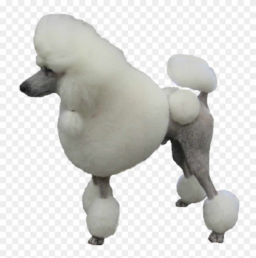Poodle Png - Poodle Transparent Png Clipart