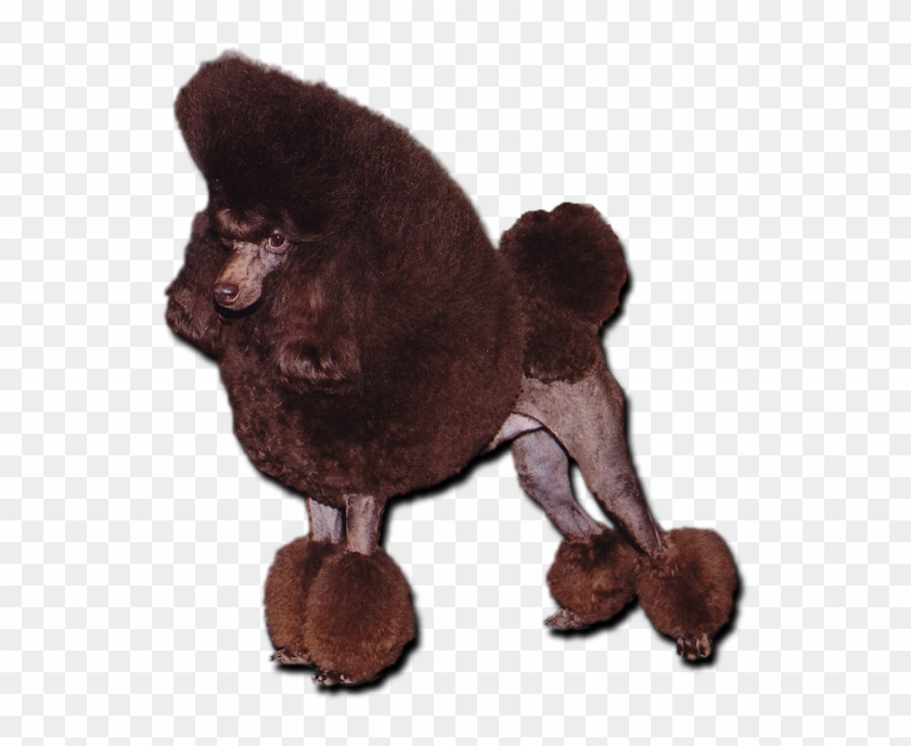 Chocolate Toy Poodle Clipart #1346020
