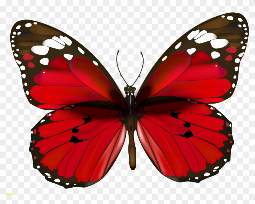 Free Png Download Butterfly Png Images Background Png - Red Butterfly Painting Clipart #1346207