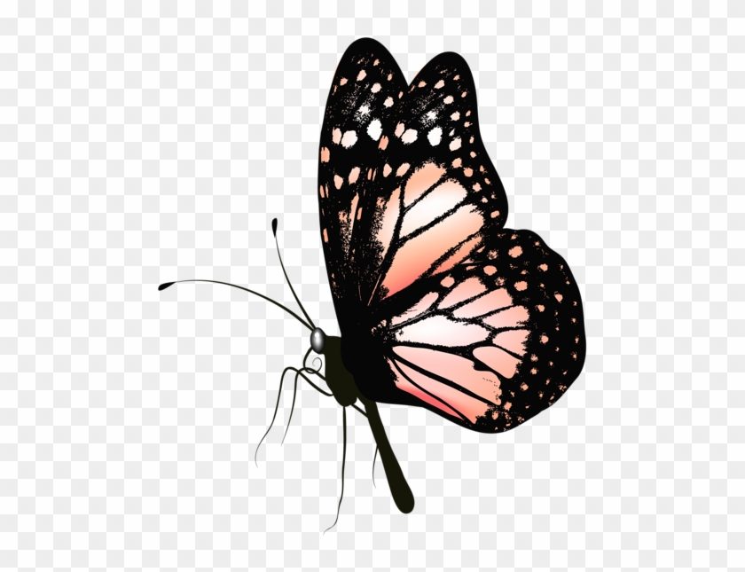 Gallery Butterflies Png - Clip Art Butterfly Realistic Transparent Png #1346355