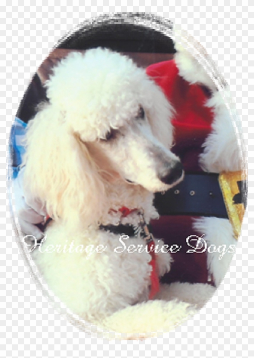 Alex - Standard Poodle Clipart #1346966