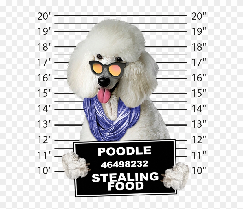 Poodle Mugshot - Poster Clipart