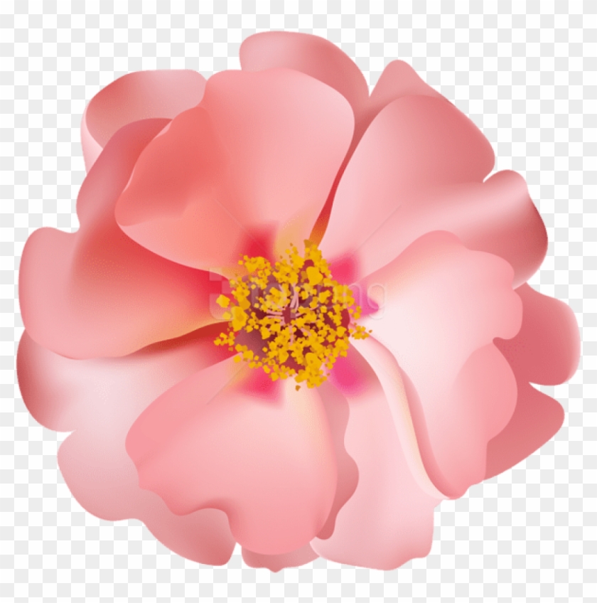 Download Rosebush Flower Png Images Background - Clip Art Transparent Png #1347433