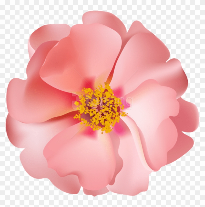 Download Rosebush Flower Png Images Background - Clip Art Transparent Png