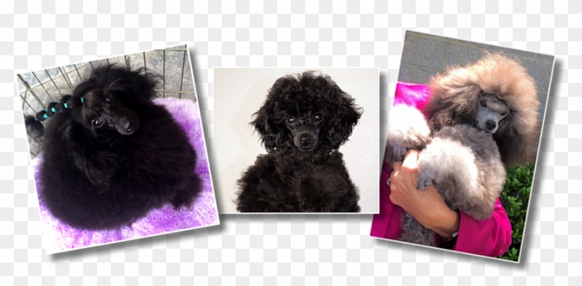 Picture - Standard Poodle Clipart