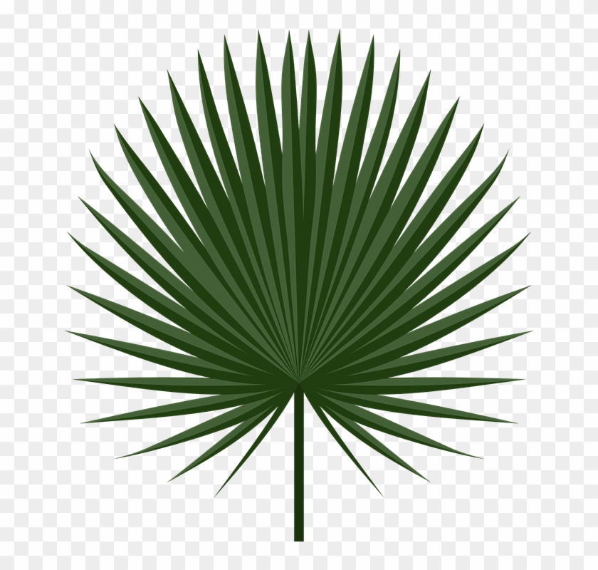 Free Palm Leaf Download, Transparent Background - Vector Tropical Leaf Png Clipart #1347607