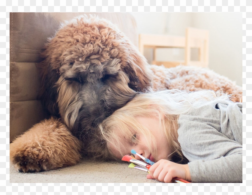 Standard Poodle Clipart