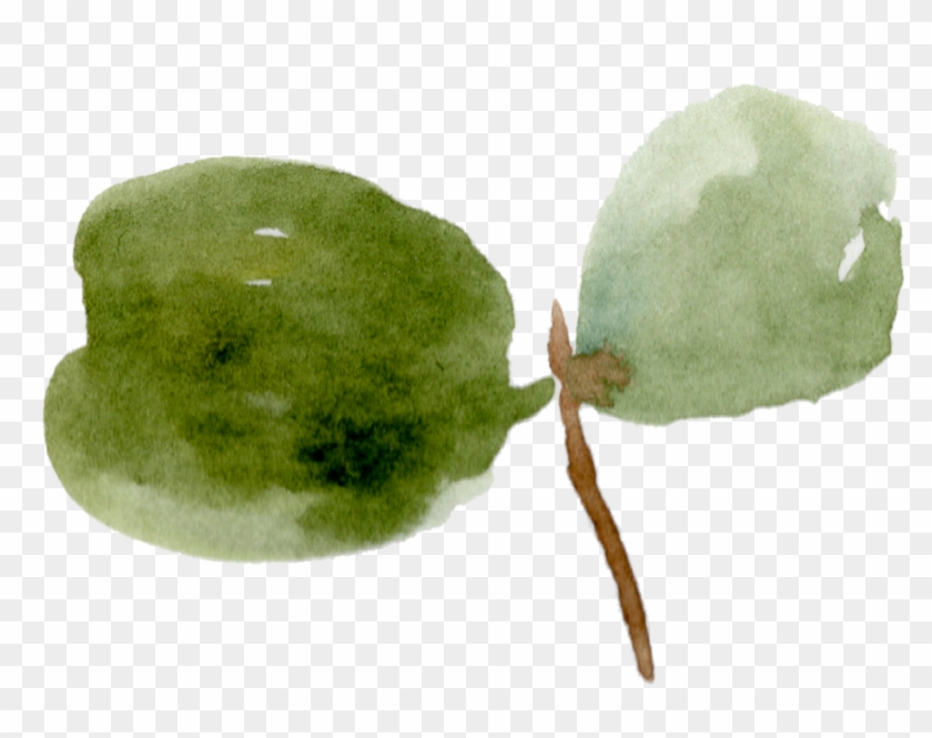 18 Eucalyptus Leaves , Png Download Clipart #1347714