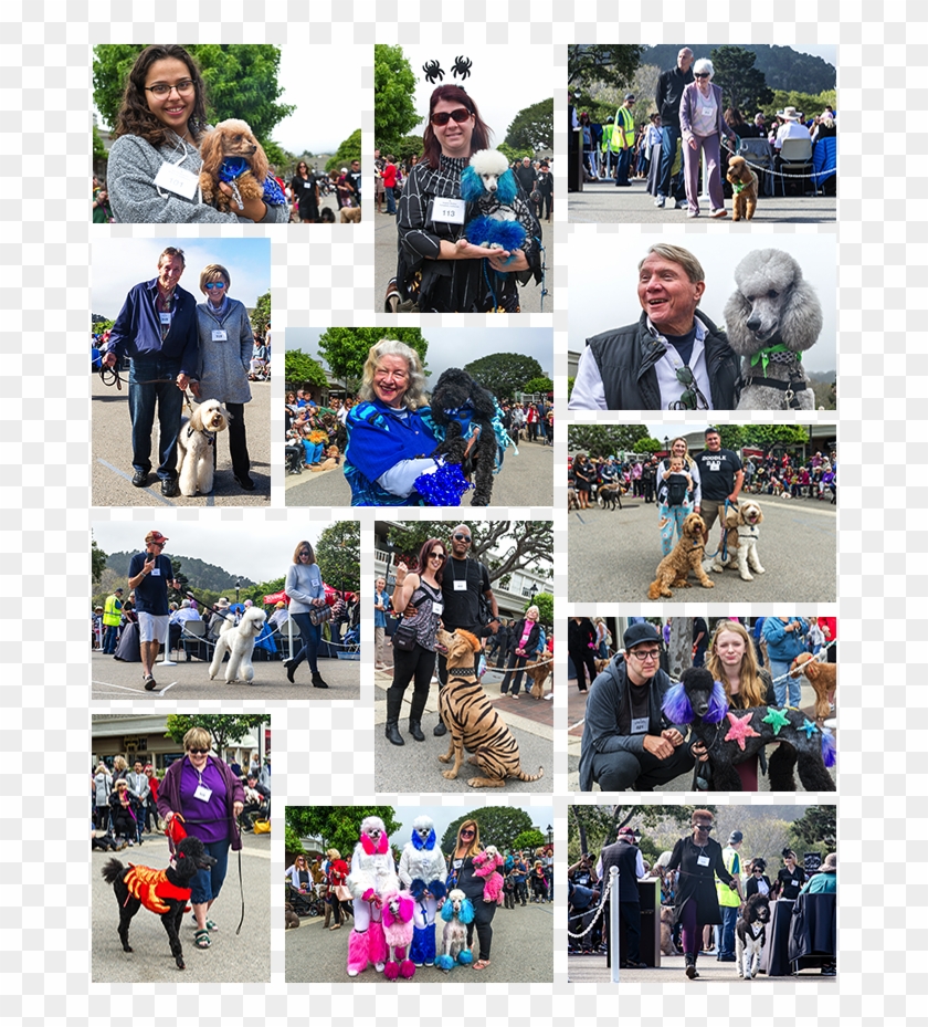 Poodle Day Parade Winners - Collage Clipart