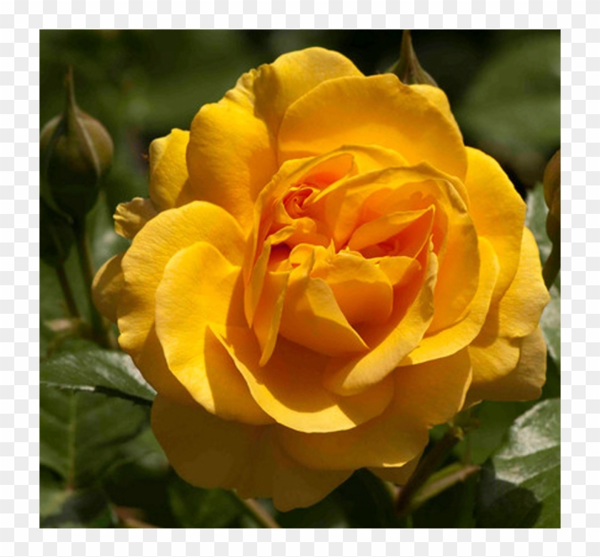 Shooting Star Roses Shooting Star Roses - Shooting Star Rose Clipart #1347741