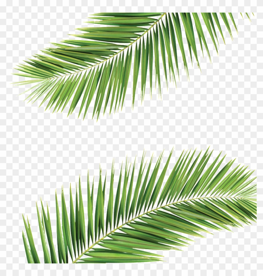 Palm Frond Transparent Background , Png Download Clipart #1347742
