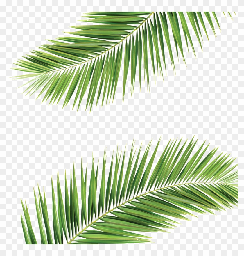Palm Frond Transparent Background , Png Download Clipart