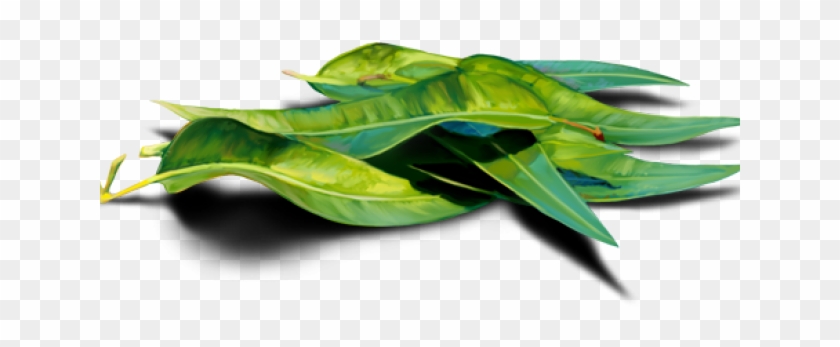 Eucalyptus Clipart Transparent - Graphics - Png Download