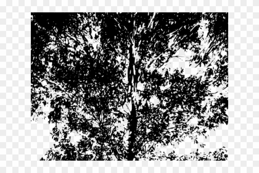 Eucalyptus Clipart Gum Tree - Australian Trees Png Silhouette Transparent Png #1348107