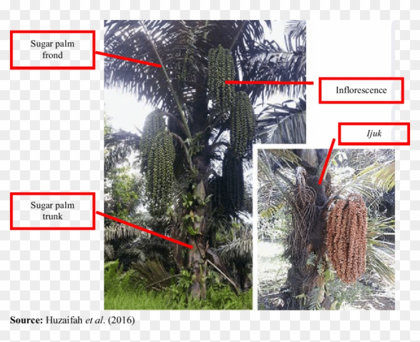 Sugar Palm Tree - Sugar Palm Trunk Clipart #1348161