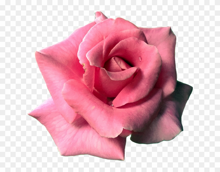 Flower, Rose, Pink, Bloom, Blossom, Nature, Plant - Garden Roses Clipart #1348235