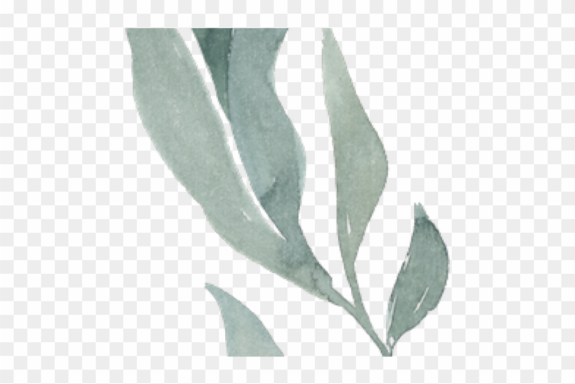Eucalyptus Clipart Transparent - Magnolia - Png Download #1348361