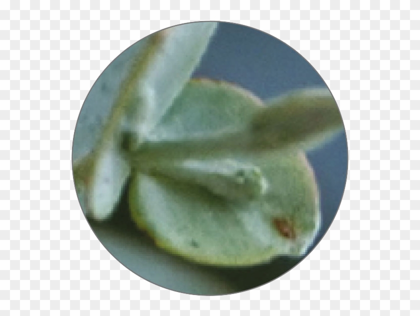 Eucalyptus - Bivalve Clipart