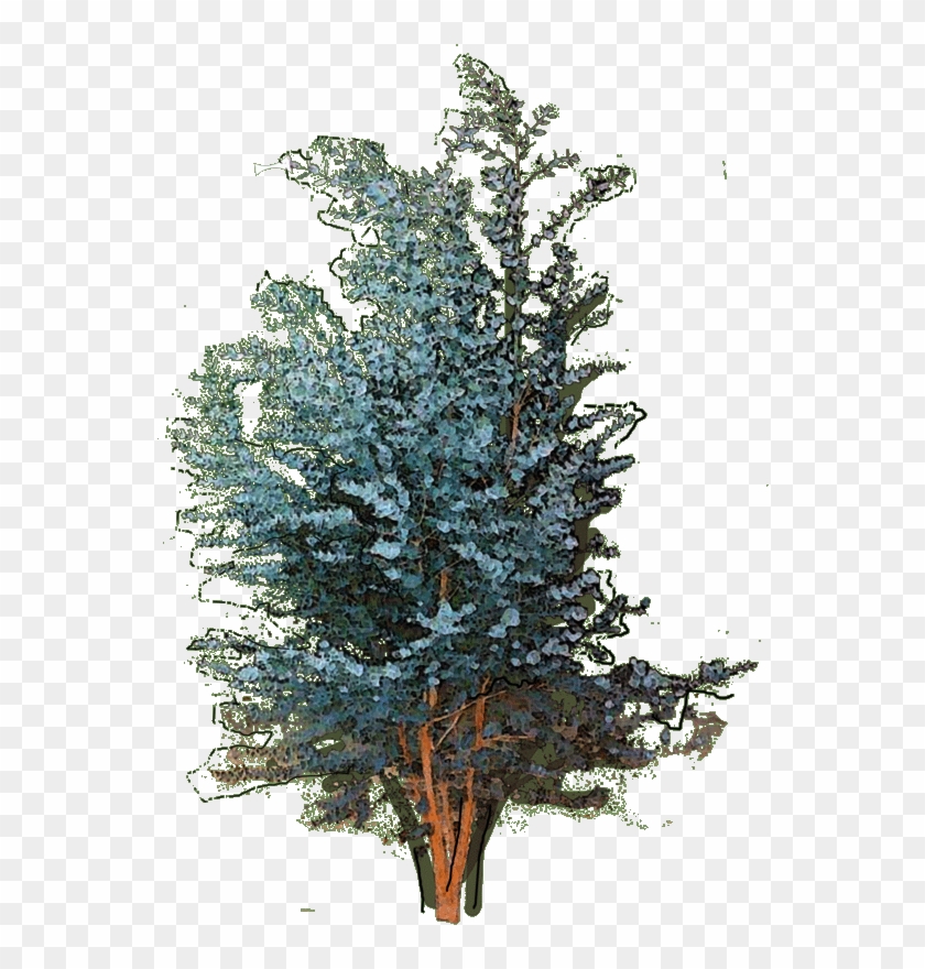 127260 Fagus Sylvatica Dawyck Gold1 W 23 Jan 2019 - Colorado Spruce Clipart #1349445