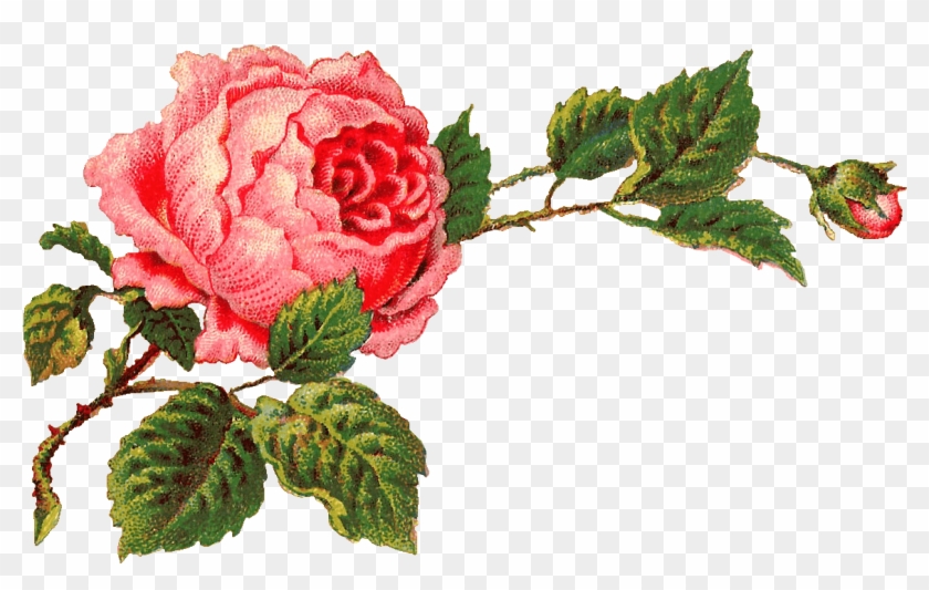 Victorian Vintage Roses On A Branch - Vintage Rose Clip Art - Png Download #1349661