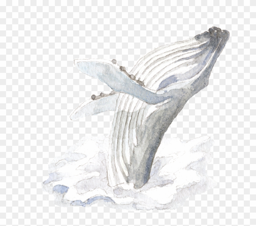 Rsz Whale - Sketch Clipart #1352732